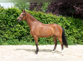Hannover, Castrone, 8 Anni, 182 cm, Baio