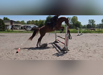 Hannover, Castrone, 8 Anni, 183 cm, Sauro