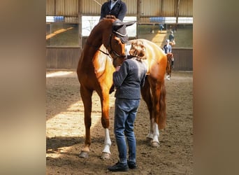 Hannover, Castrone, 8 Anni, 183 cm, Sauro