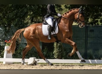 Hannover, Castrone, 8 Anni, 183 cm, Sauro