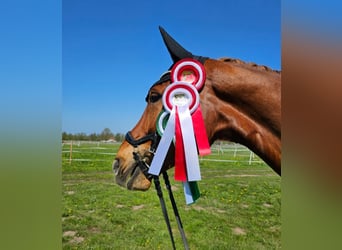 Hannover, Castrone, 8 Anni, 183 cm, Sauro