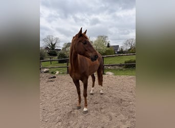 Hannover, Castrone, 8 Anni, 196 cm, Sauro scuro