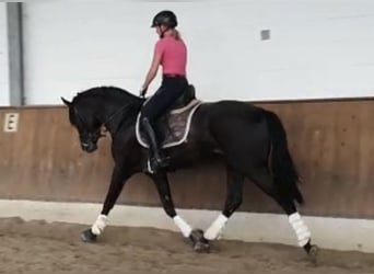 Hannover, Castrone, 9 Anni, 162 cm, Morello