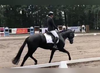 Hannover, Castrone, 9 Anni, 162 cm, Morello