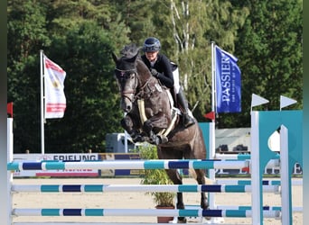 Hannover, Castrone, 9 Anni, 166 cm, Grigio ferro
