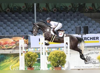 Hannover, Castrone, 9 Anni, 166 cm, Grigio ferro