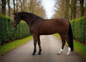 Hannover, Castrone, 9 Anni, 167 cm, Baio