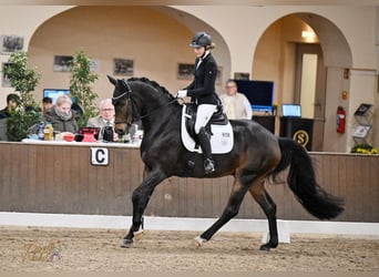 Hannover, Castrone, 9 Anni, 168 cm, Baio