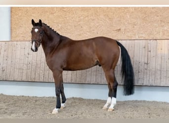Hannover, Castrone, 9 Anni, 168 cm, Baio