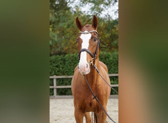 Hannover, Castrone, 9 Anni, 168 cm