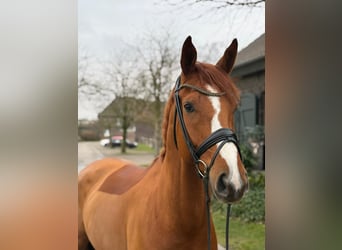 Hannover, Castrone, 9 Anni, 168 cm, Sauro