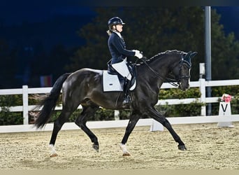 Hannover, Castrone, 9 Anni, 169 cm, Morello