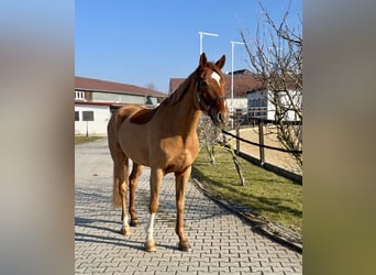 Hannover, Castrone, 9 Anni, 169 cm, Sauro