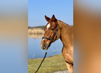 Hannover, Castrone, 9 Anni, 169 cm, Sauro
