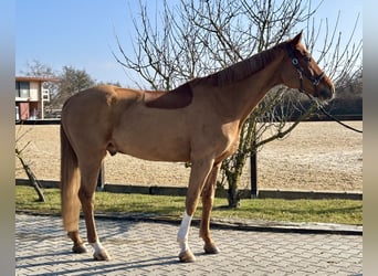 Hannover, Castrone, 9 Anni, 169 cm, Sauro