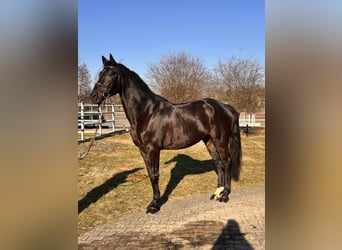 Hannover, Castrone, 9 Anni, 170 cm, Baio nero