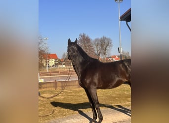 Hannover, Castrone, 9 Anni, 170 cm, Baio nero