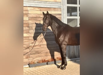 Hannover, Castrone, 9 Anni, 170 cm, Baio nero