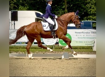 Hannover, Castrone, 9 Anni, 170 cm, Sauro