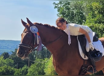 Hannover, Castrone, 9 Anni, 170 cm, Sauro