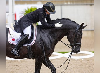 Hannover, Castrone, 9 Anni, 171 cm