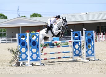 Hannover, Castrone, 9 Anni, 171 cm, Grigio