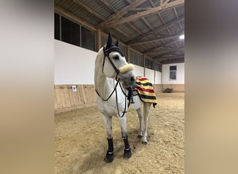 Hannover, Castrone, 9 Anni, 171 cm, Grigio
