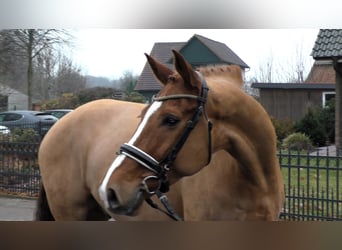 Hannover, Castrone, 9 Anni, 171 cm, Sauro