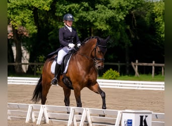 Hannover, Castrone, 9 Anni, 172 cm, Baio scuro
