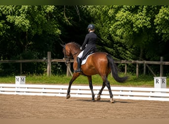 Hannover, Castrone, 9 Anni, 172 cm, Baio scuro