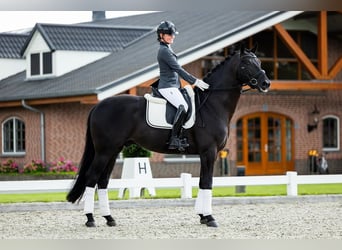 Hannover, Castrone, 9 Anni, 172 cm