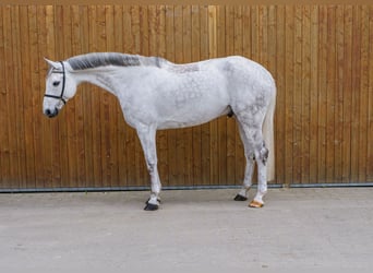 Hannover, Castrone, 9 Anni, 172 cm, Grigio