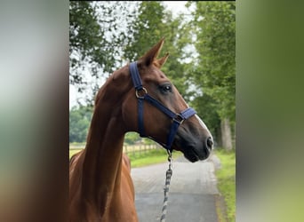 Hannover, Castrone, 9 Anni, 172 cm, Sauro