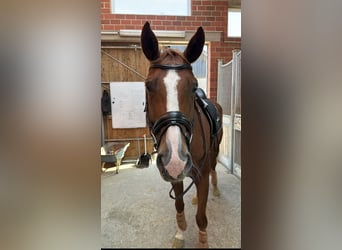 Hannover, Castrone, 9 Anni, 172 cm, Sauro