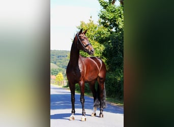 Hannover, Castrone, 9 Anni, 173 cm, Baio nero