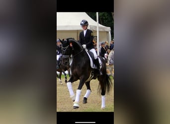 Hannover, Castrone, 9 Anni, 173 cm, Baio scuro