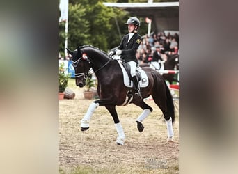 Hannover, Castrone, 9 Anni, 173 cm, Baio scuro