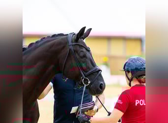 Hannover, Castrone, 9 Anni, 173 cm