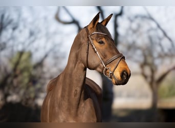 Hannover, Castrone, 9 Anni, 174 cm, Baio
