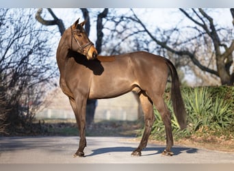 Hannover, Castrone, 9 Anni, 174 cm, Baio