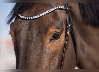 Hannover, Castrone, 9 Anni, 174 cm, Baio