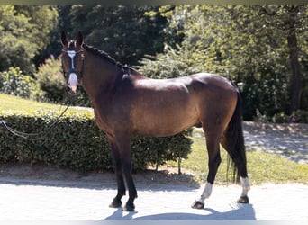Hannover, Castrone, 9 Anni, 174 cm, Baio scuro