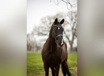 Hannover, Castrone, 9 Anni, 174 cm