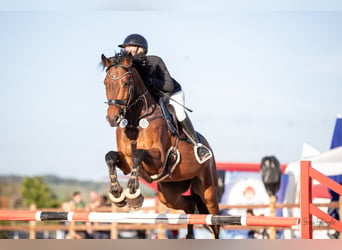 Hannover, Castrone, 9 Anni, 175 cm, Baio