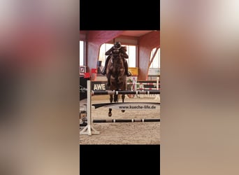 Hannover, Castrone, 9 Anni, 175 cm, Baio nero