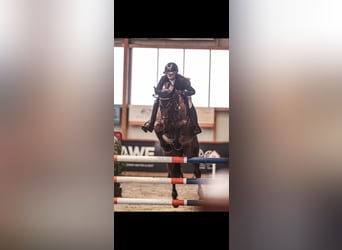 Hannover, Castrone, 9 Anni, 175 cm, Baio nero