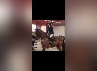 Hannover, Castrone, 9 Anni, 175 cm, Baio nero