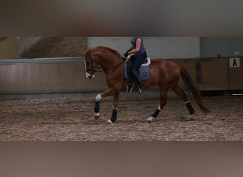 Hannover, Castrone, 9 Anni, 175 cm, Sauro