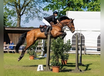 Hannover, Castrone, 9 Anni, 176 cm, Baio