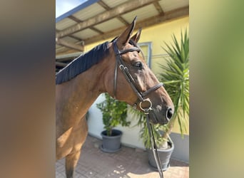 Hannover, Castrone, 9 Anni, 176 cm, Baio scuro